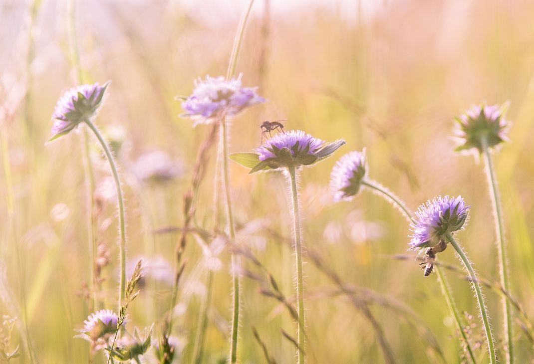 WWF unterzeichnet Klimainitiative für Landwirtschaft
