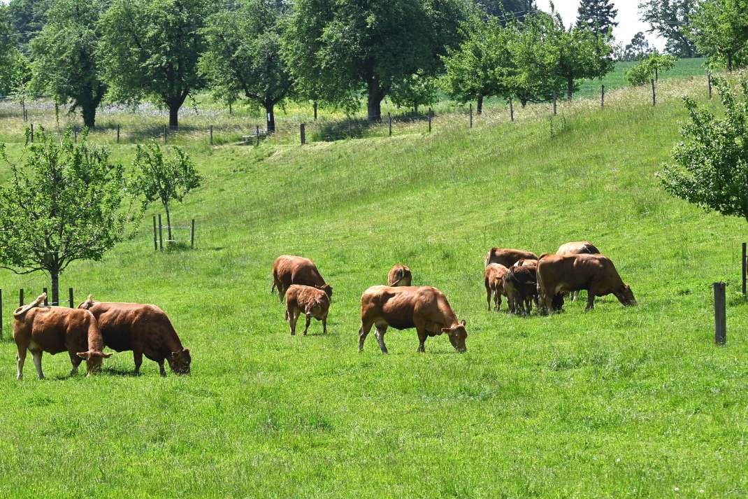 Wann lohnt sich die Umstellung auf Bio-Milch?