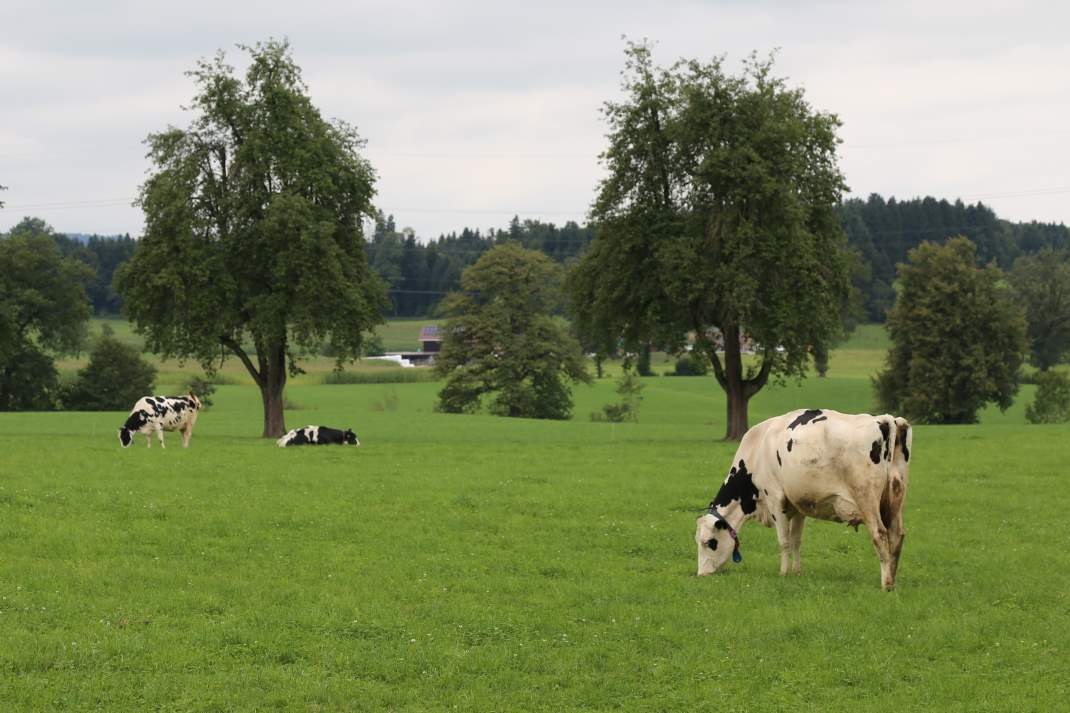 Drei Rappen mehr für Bio-Milch