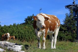 Methan aus der Rinderhaltung traegt zum Klimawandel