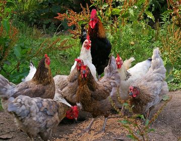 chickens 874512