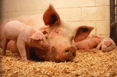 pigs 387204 1280