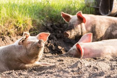 pigs 4028140