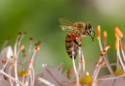 Insektenfreundlicher Grünflächenunterhalt oder -pflege