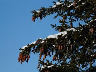 Rottanne aus der