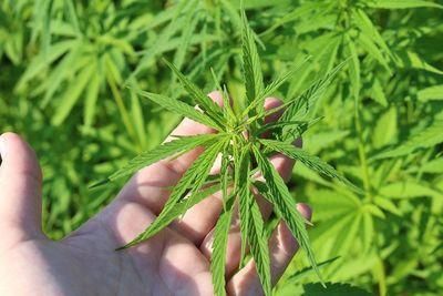 hemp plant 3661210