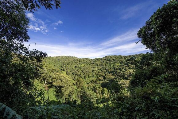 uganda wald