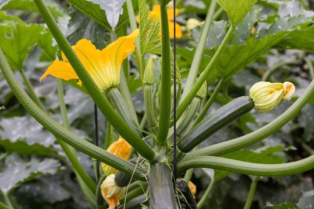 Züchtung von neuen Zucchini-Sorten für den Bio-Anbau