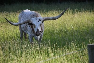 longhorn 4280683