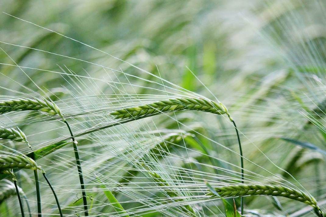 Bio-Futtergetreide: stabile Richtpreise, höhere Erträge
