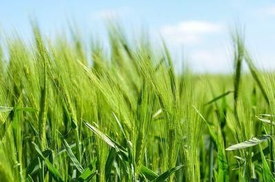 barley 872000