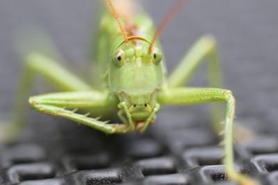 grasshopper 2479517 1280