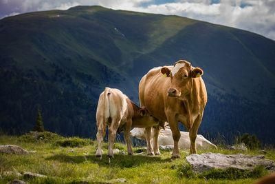 cow 4352623