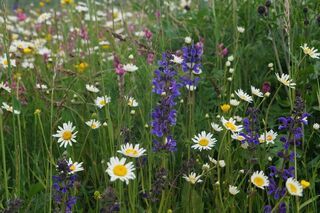 Biodiversitaetsinitiative