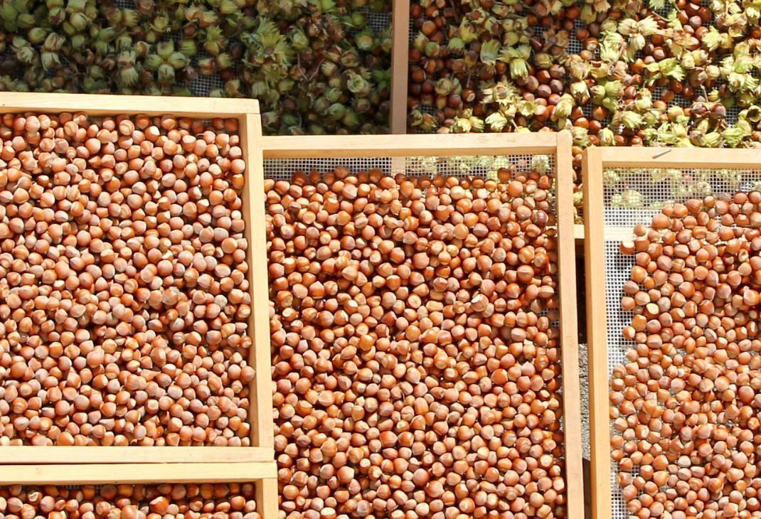 Schweizer Haselnüsse: Pionierprojekt trägt Früchte