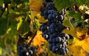 Biodynamische