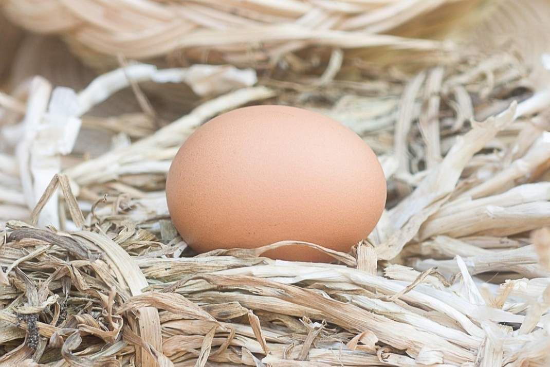 Bio Suisse-Delegierte rechnen fürs 2026 mit Gewinn