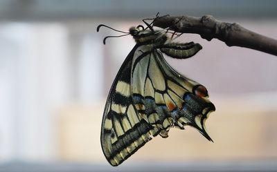 swallowtail butterfly 742550