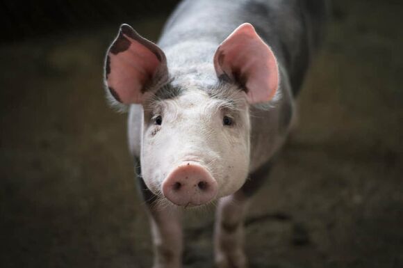 Weniger Fleisch weniger