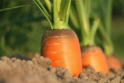carrot 1565597