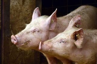 Schweine