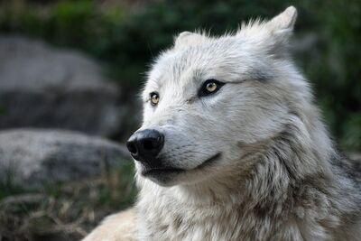 wolf 2826741