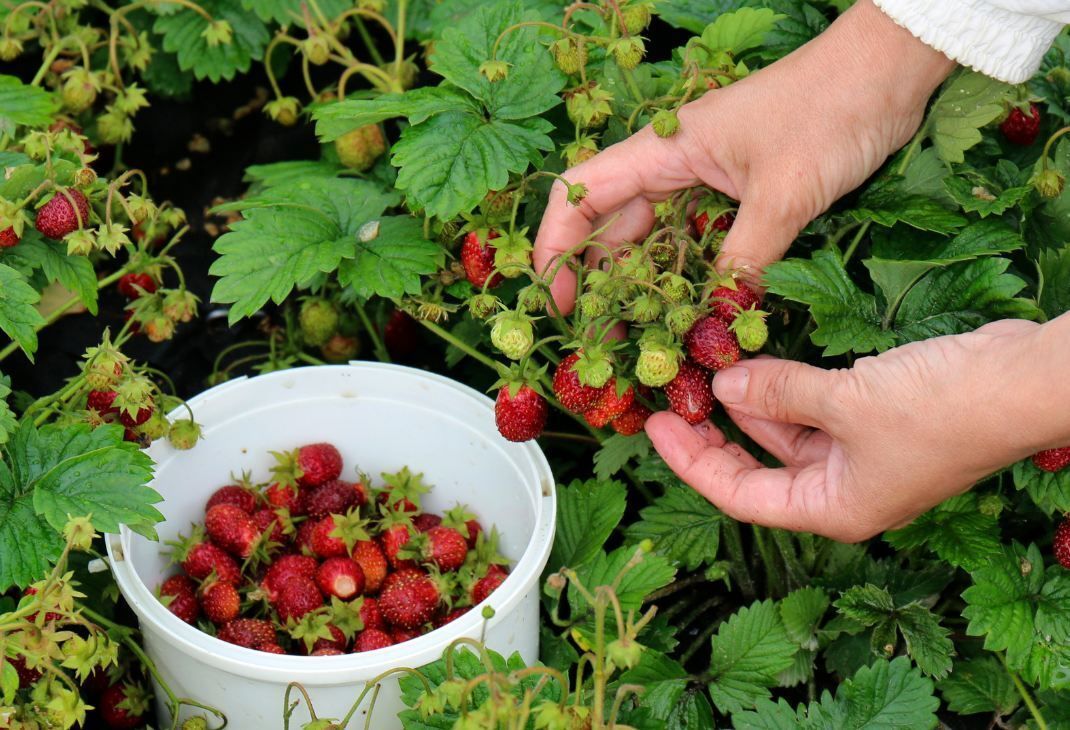 Pestizide in Erdbeeren: Nur Bio überzeugt