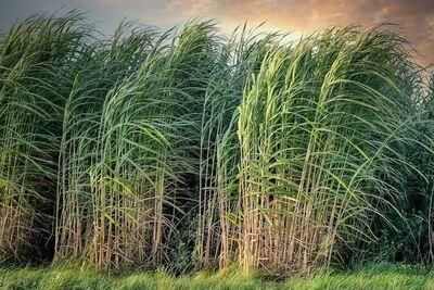 sugarcane 5525004