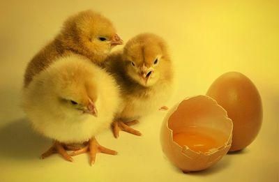 chicks 2965846 1280