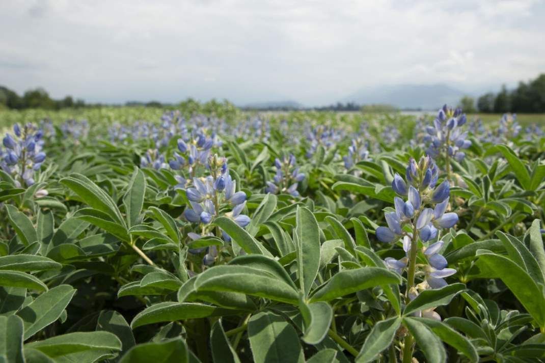 Biovision kürt Lupine zum Superfood des Jahres