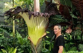 Titanwurz blueht dieses Jahr im Papiliorama David Clode auf