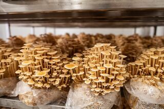 Enoki