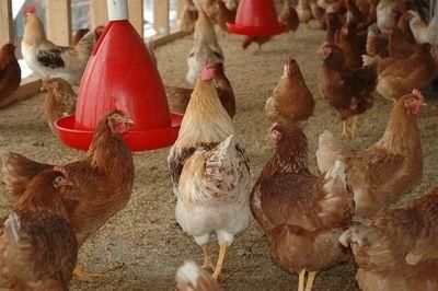 chicken coop 245745 960