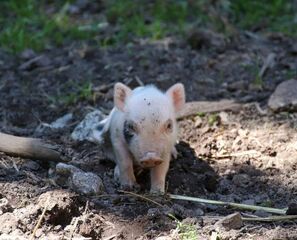 Schweinchen
