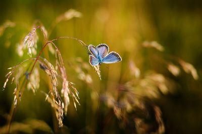 butterfly 1938978