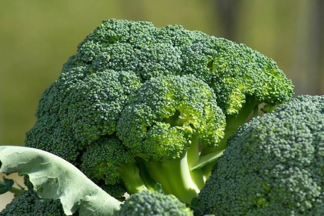 Starke Nachfrage nach Bio-Broccoli