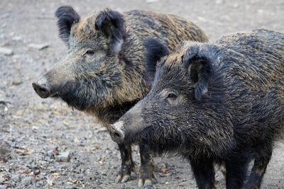 boar 2256296