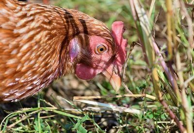 chicken 3607867
