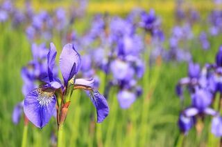 Iris fuer