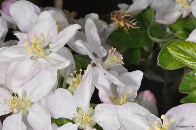obstbluete fleissig besucht