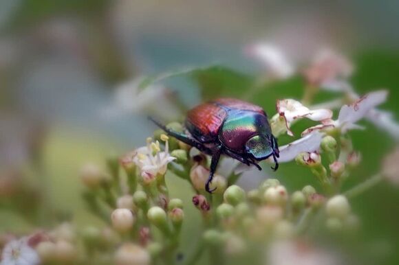 Popillia japonica