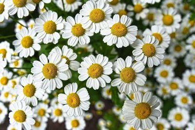 chamomile 3489847 1280