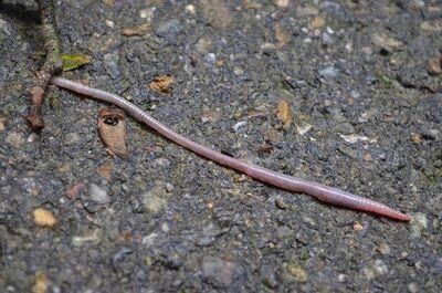 worm 1112176