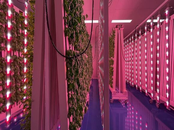 Pink Farm bionetz