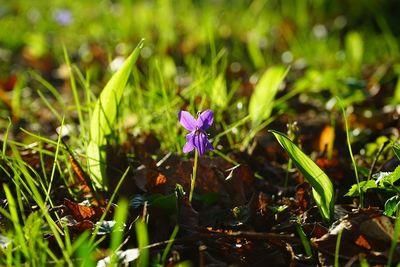 wald violet