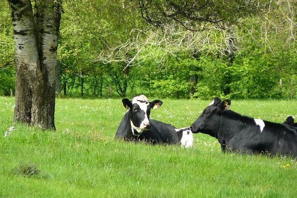 Tierhaltung und