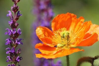 poppy 5238842