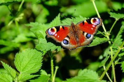 peacock butterfly 1655724