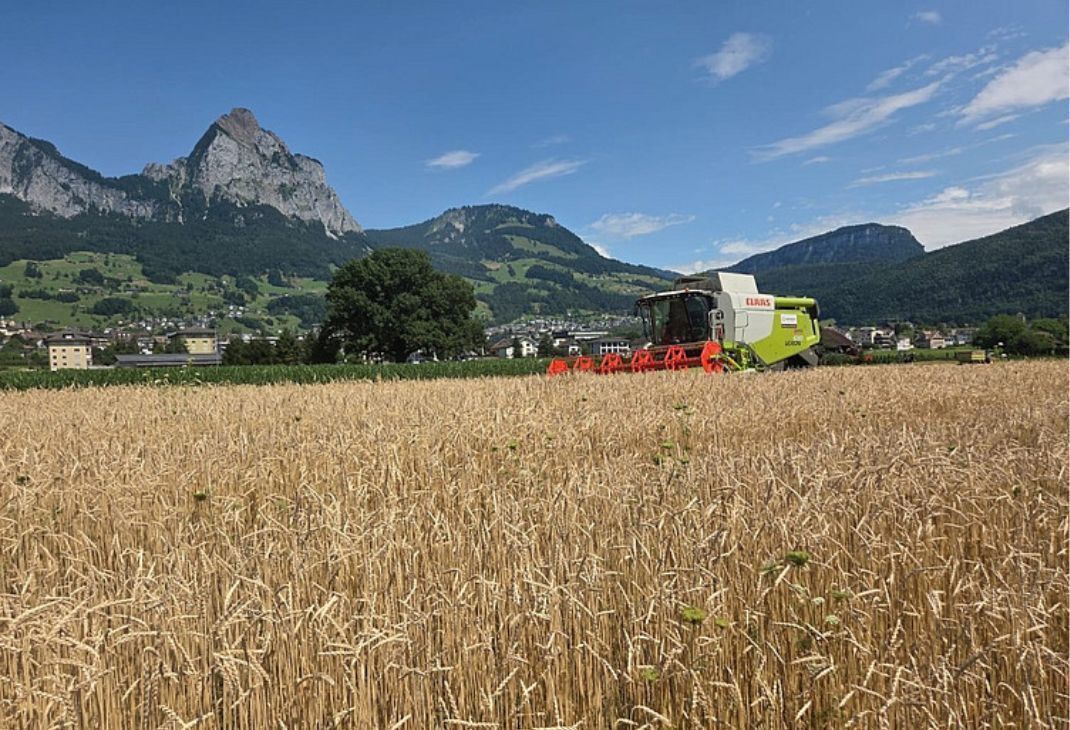 Vom Feld in den Ofen: Schwyzer Urdinkel