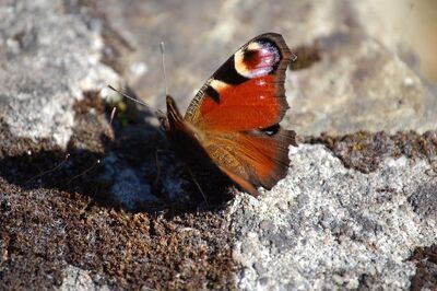 biodiversity 3752107